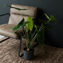 Zebraplant in woonkamer